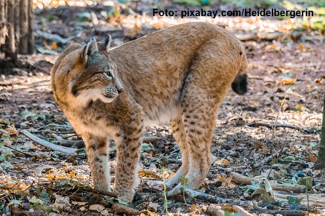 Euro Large Carnivores: WWF-Projekt für Konfliktprävention und Koexistenz mit großen Raubtieren