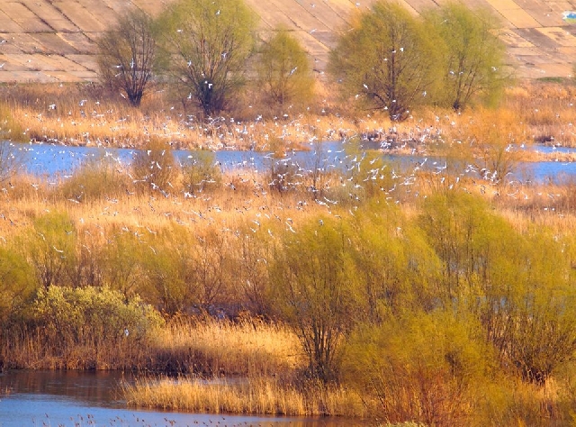 Naturpark Văcăreşti: Verwaltung arbeitet am Managementplan