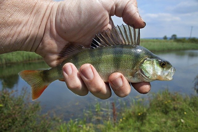 Biodiversität in Gefahr: rumänischer Groppenbarsch vom Aussterben bedroht