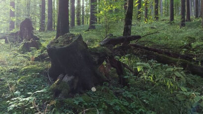 Інноваційний румунско-український транскордонний проєкт в галузі відповідального лісоуправління
