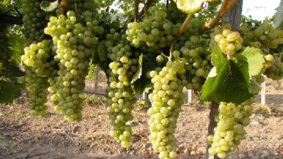 La viticulture roumaine
