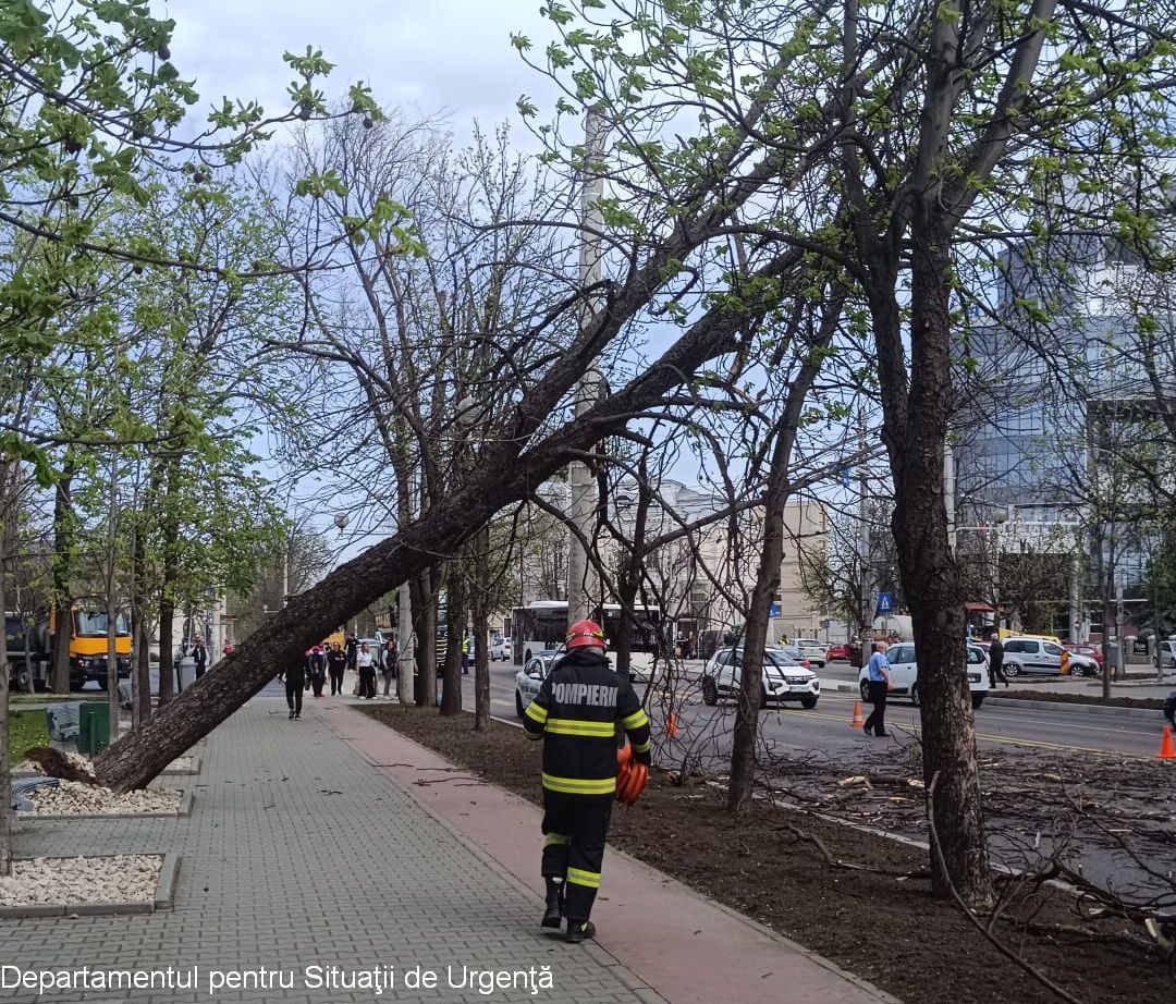 Fallen tree (Photo: Department for Emergency Situations)