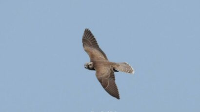 Şoim dunărean, Falco cherrug (foto: