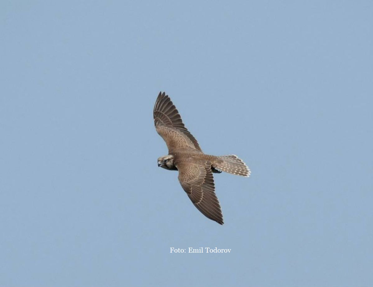 Şoim dunărean, Falco cherrug (foto: