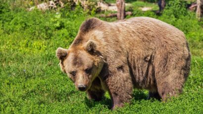 “Siguranță pentru oameni – protecție pentru urși”, la Băile Tuşnad
