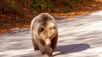 Seguridad para los seres humanos: protección para los osos, en Băile Tuşnad