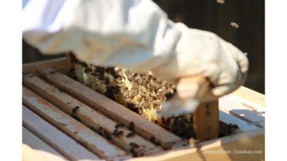 Cadrul temporar Ucraina – schema ajutor sector apicol România