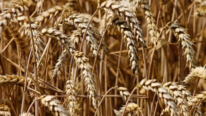 Neuer Getreideterminal in Ostrumänien: wichtiger Umschlagplatz auch für ukrainische Getreide
