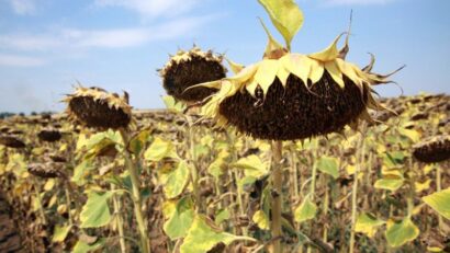 Culturi de floarea soarelui din județul Teleorman / Foto: Agerpres