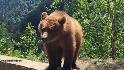 Nach Tragödie in den Karpaten: Parlament erhöht Jagdquote bei Bären