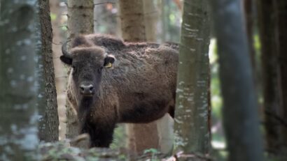 Ţinutul Zimbrului