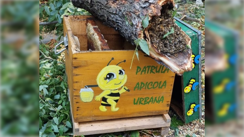 La Patrouille apicole urbaine