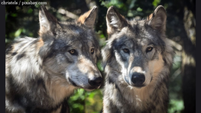 Appel à la protection des loups