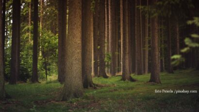 Un nuevo Código Forestal