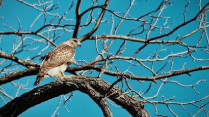 Sécuriser les lignes électriques pour protéger la vie des oiseaux migrateurs