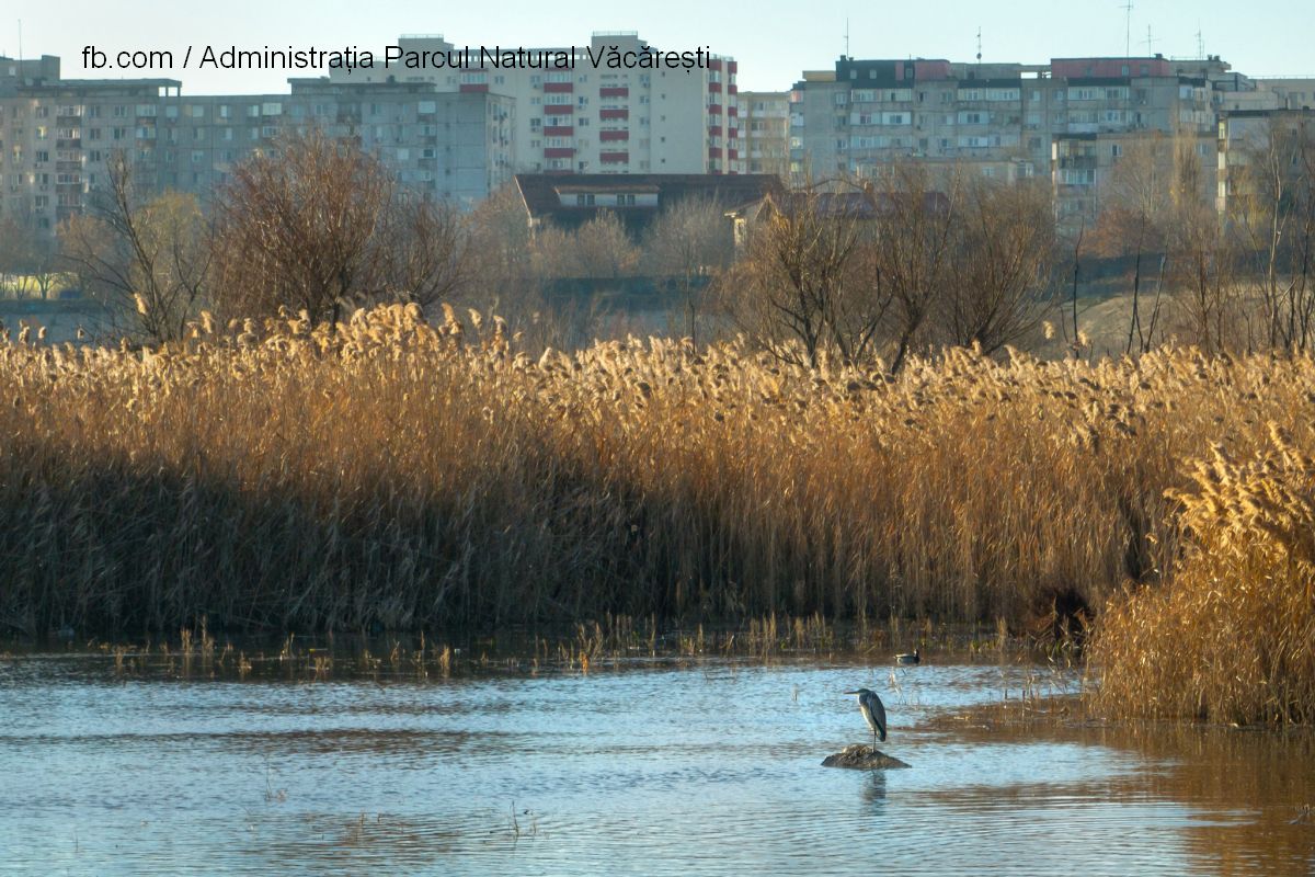 Foto: fb.com / Administrația Parcul Natural Văcărești