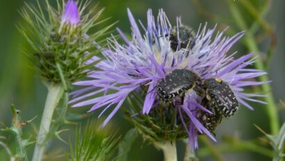 La mondialisation amène de nouvelles espèces de coléoptères en Roumanie